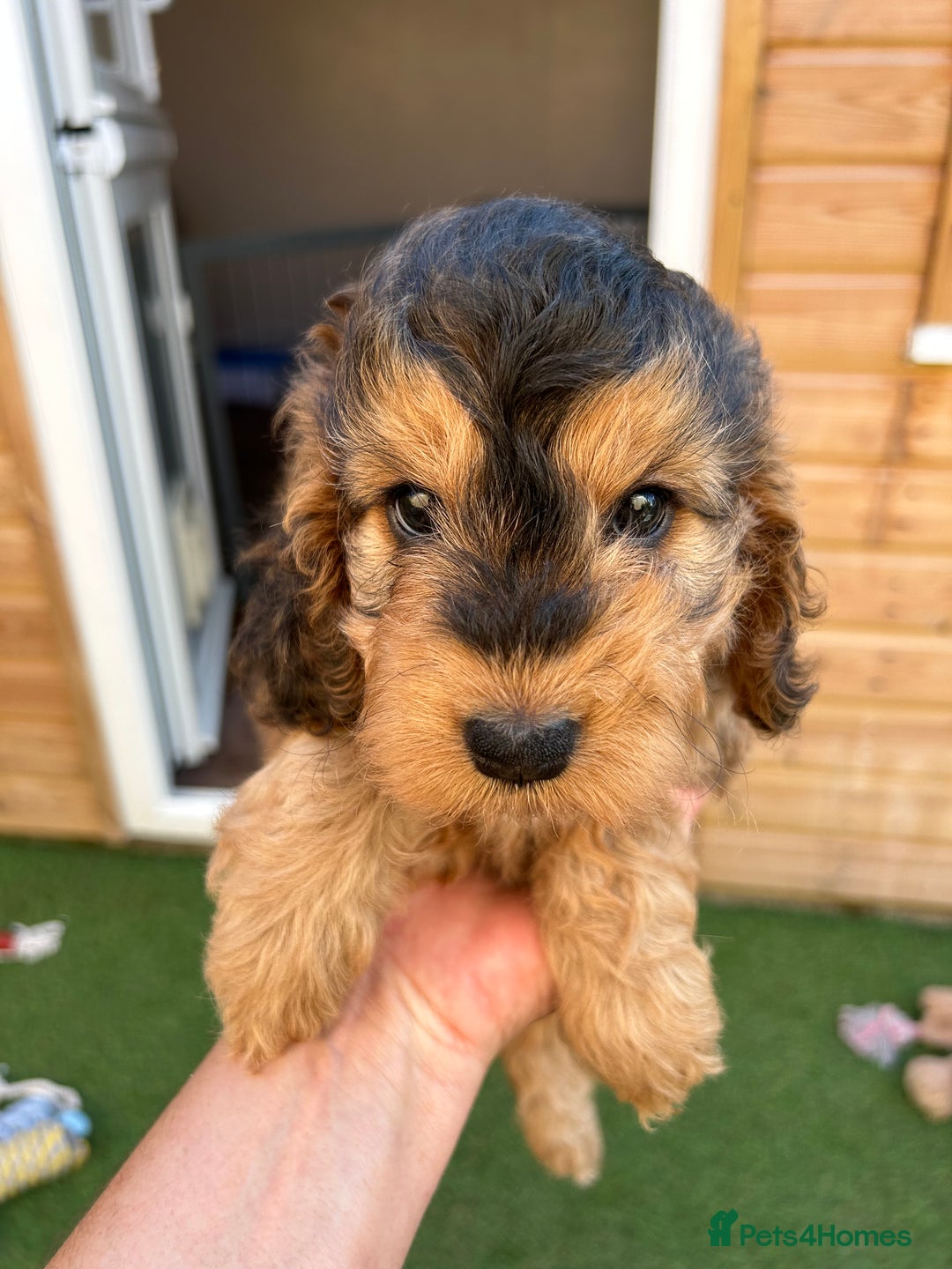 Toy Poodle dogs for stud: EXTENSIVELY HEALTH TESTED TOY POODLE STUD TYSON🌹 in Sheerness - Advert 29