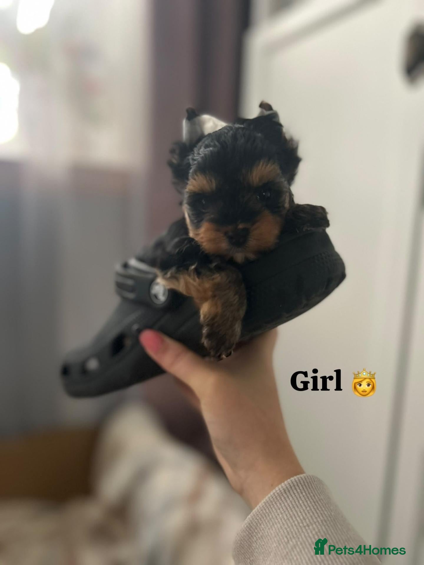 Yorkshire Terrier dogs Cute little Yorkshire terrier  - Advert 3