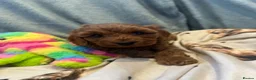 Cavapoo dogs for sale: 🌟 Beautiful Cavapoo Puppies  🌟 - Advert 6