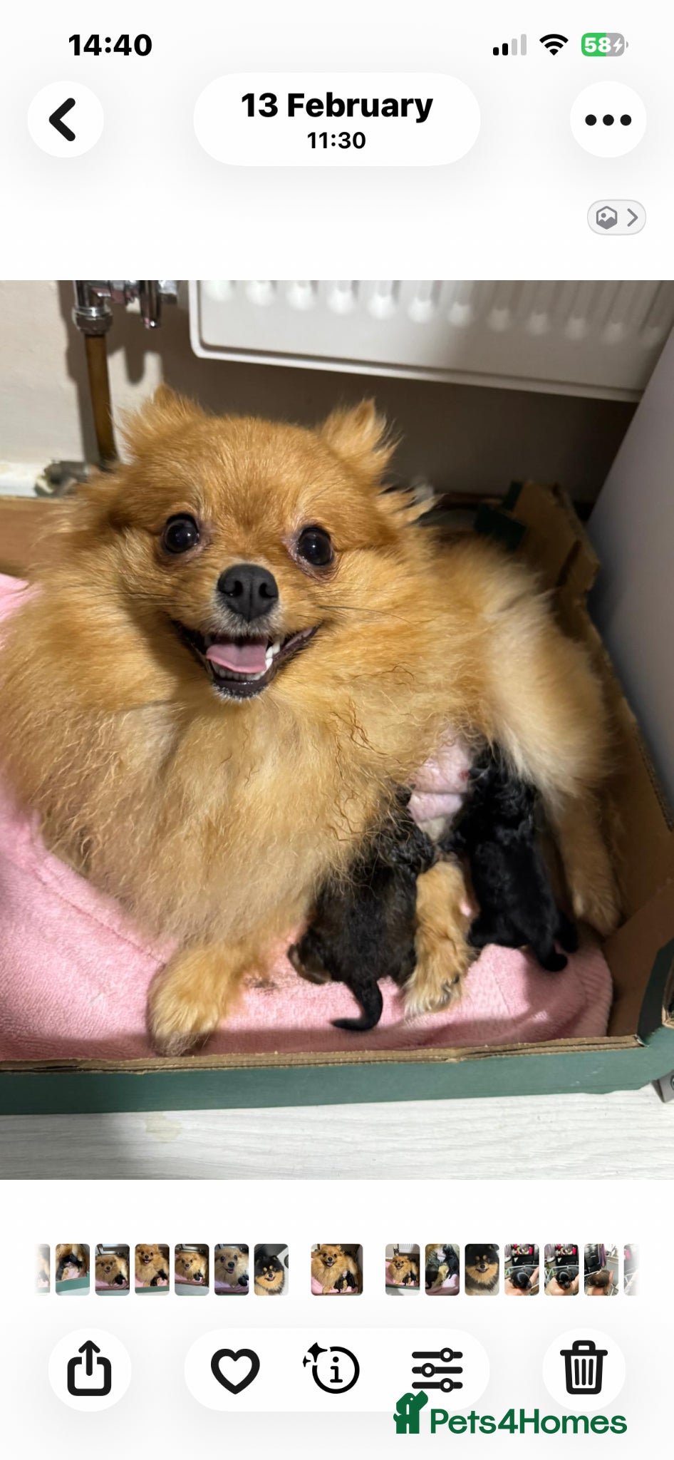 Pomeranian dogs Beautiful baby girls  - Advert 6