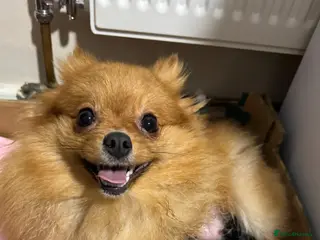 Pomeranian dogs Beautiful baby girls - Advert 18