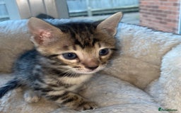 Bengal cats for sale: 5 Bengal Kittens (snow, brown, black) - Image 7