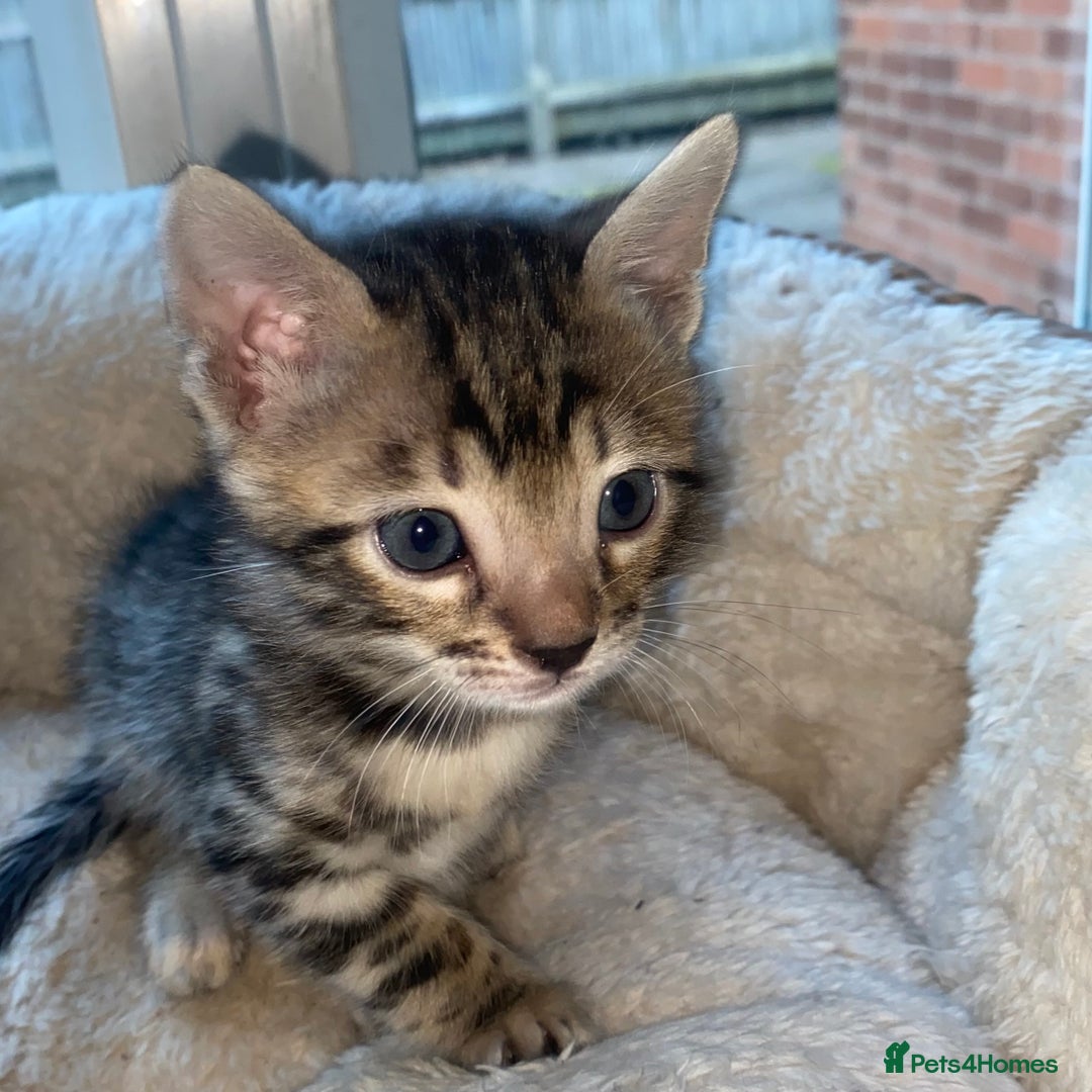 Bengal cats for sale: 5 Bengal Kittens (snow, brown, black) - Image 7