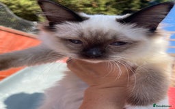 Ragdoll cats for sale: X3 Ragdolls (Flame point, bicolour and seal point) - Image 15