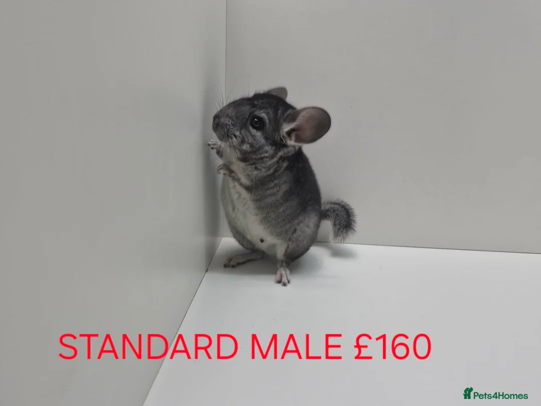 Chinchilla rodents for sale: STUNNING BABIES CHINCHILLA MIX COLOURS AND GENDER  - Advert 2