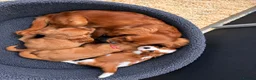 Cavalier King Charles Spaniel dogs for sale: Cavalier King Charles Spaniel pups- DAD DNA TESTED - Advert 6
