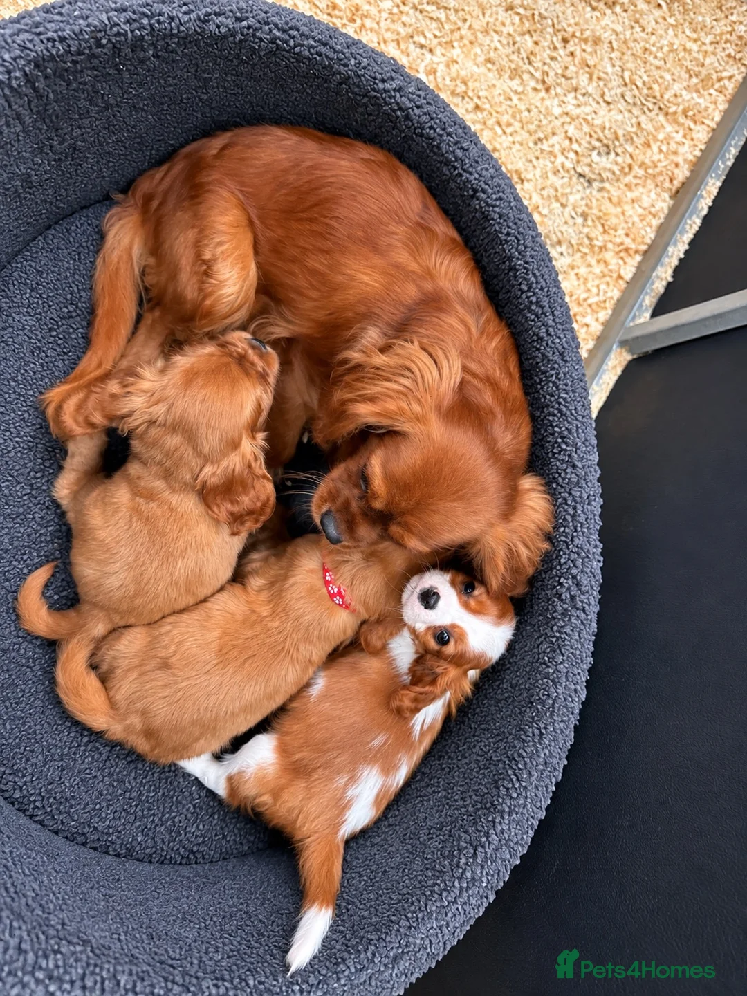 Cavalier King Charles Spaniel dogs for sale: Cavalier King Charles Spaniel pups- DAD DNA TESTED - Advert 6