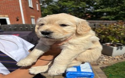 Golden Retriever dogs for sale: Ready now - Golden Retriever Puppies  - Image 7