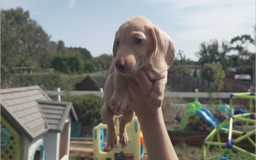 Miniature Dachshund dogs for sale: Miniature Cream Dachshund Puppies KC Reg   - Image 18