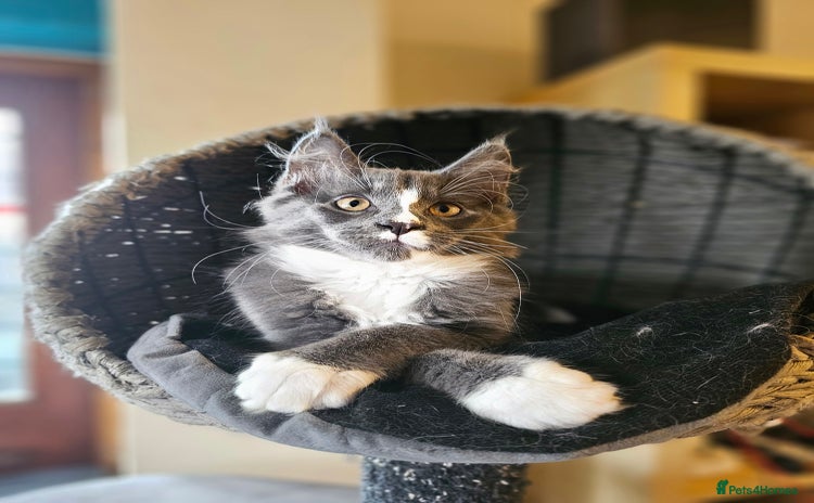 Maine Coon cats - Advert 2