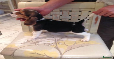 Beagle dogs - Advert 11