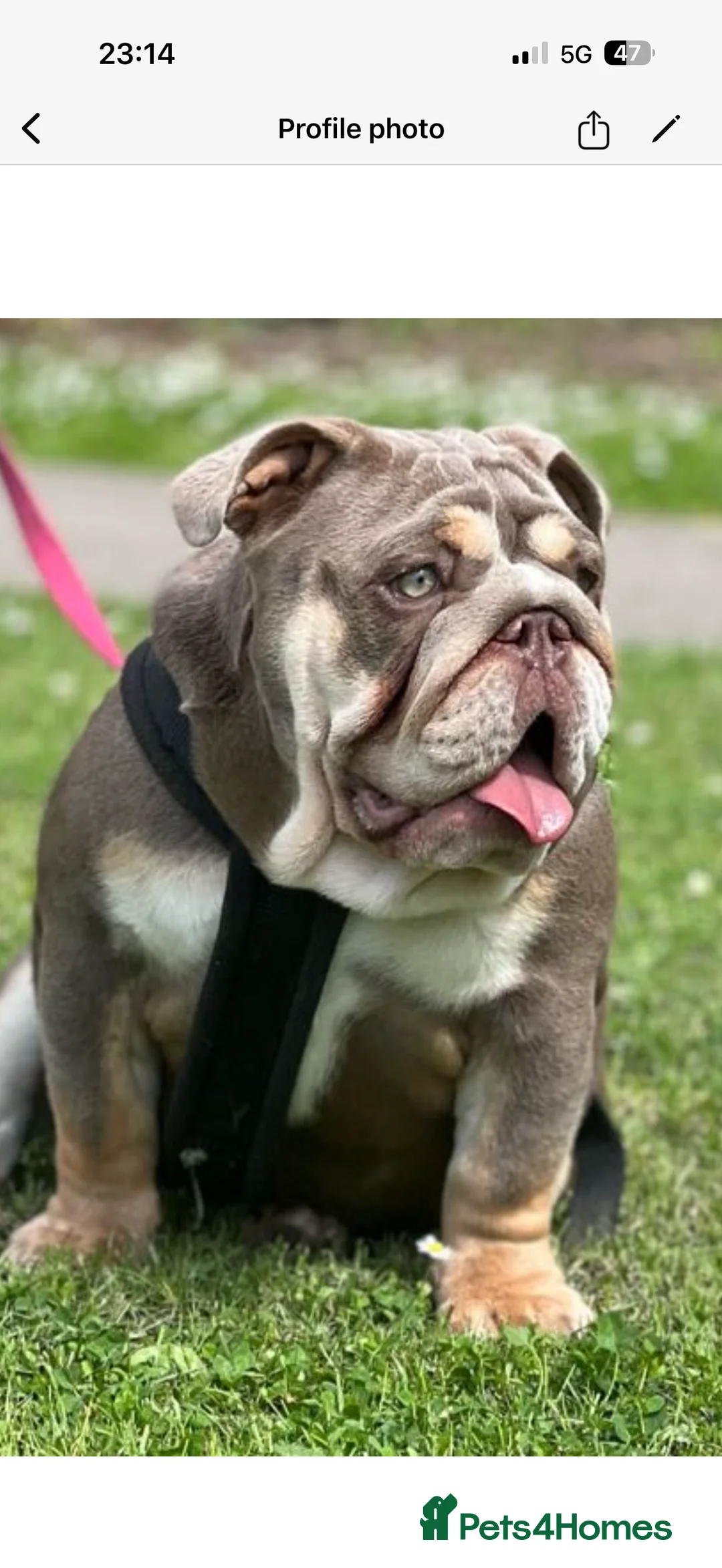 English Bulldog dogs for sale: Stunning kc English bulldog puppies, Ready now!!! - Advert 4