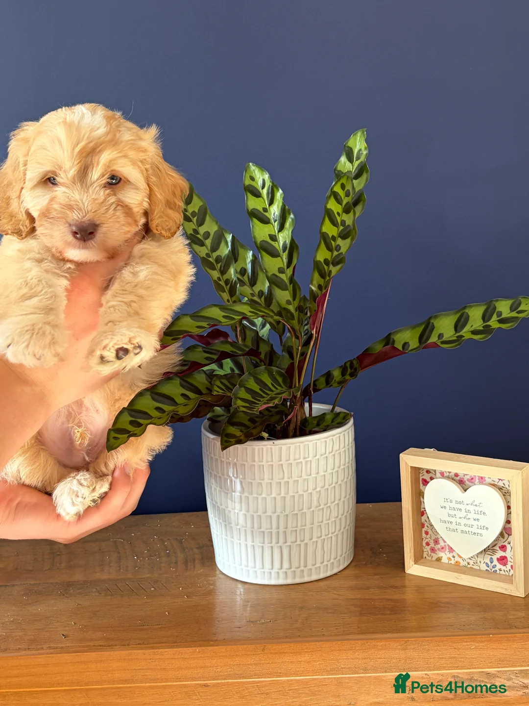 Cockapoo dogs for sale: Beautiful litter of F2b Cockapoos!🦌🐶 - Advert 2