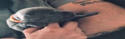 Staffordshire Bull Terrier dogs for stud: Blue Staffordshire Bull Terrier for Stud - Advert 2