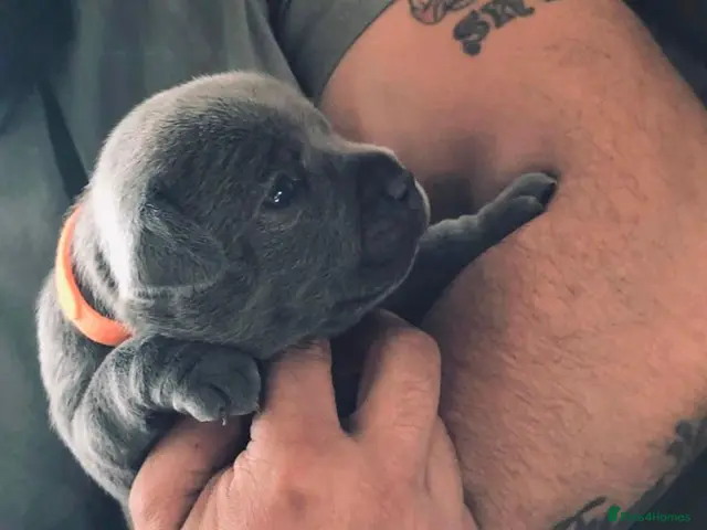 Staffordshire Bull Terrier dogs for stud: Blue Staffordshire Bull Terrier for Stud - Advert 2