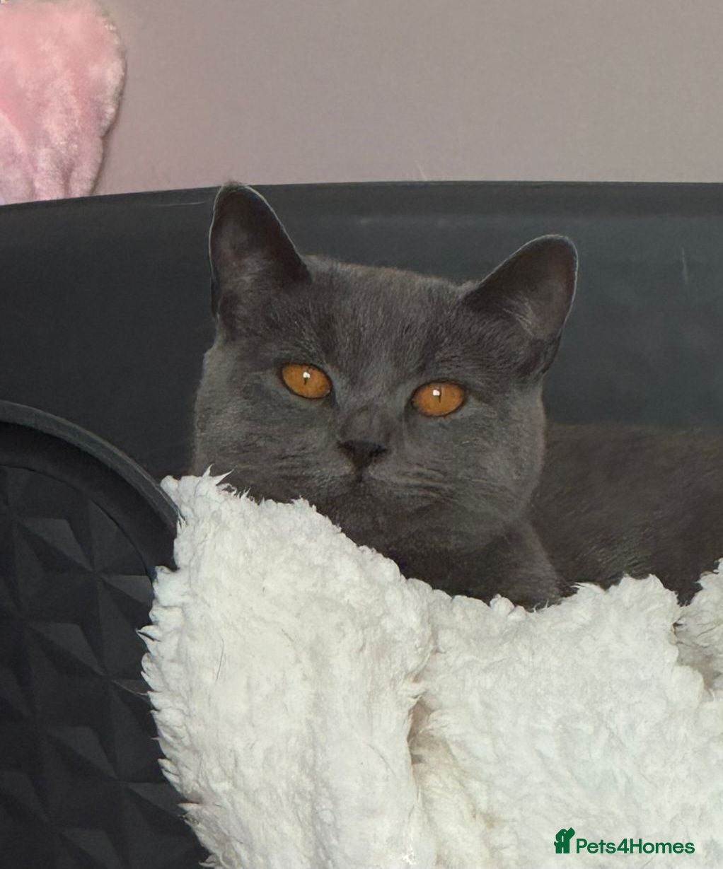 British Shorthair cats Dottie British Blue Shorthair - Advert 3
