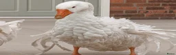 Geese poultry for sale: Pair Sebastopol geese  - Advert 2