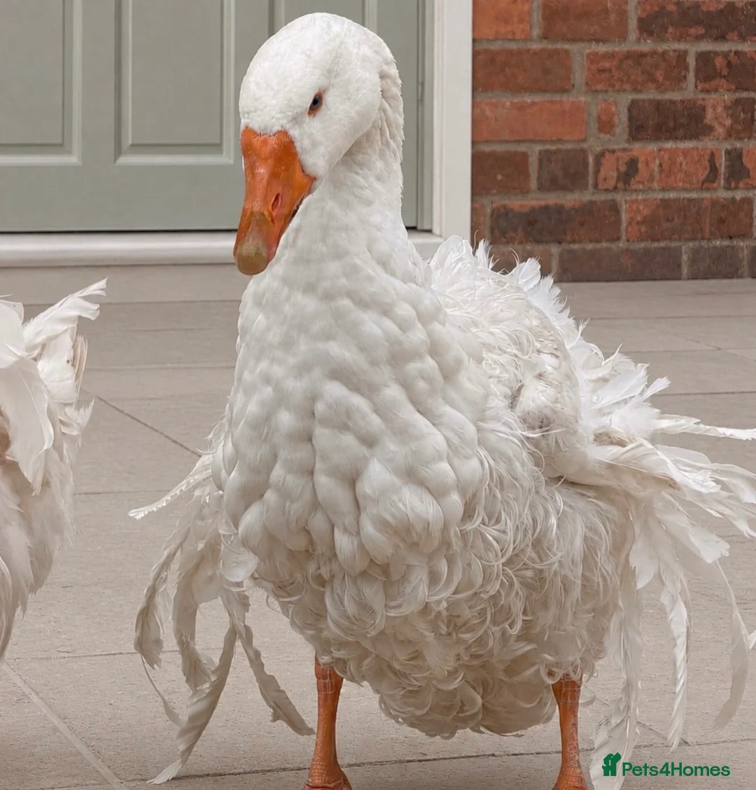 Geese poultry for sale: Pair Sebastopol geese  - Advert 2