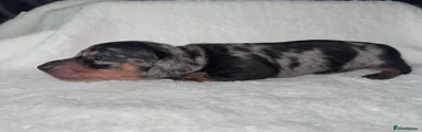 Miniature Dachshund 3