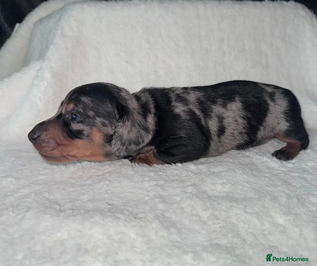 Miniature Dachshund dogs for sale: Miniature dashhound  - Advert 6
