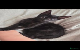 European cats for sale: 4 kittens ready to be rehomed now! - Image 2