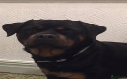 Rottweiler dogs for sale: Free 3yr old Rottweiler female - Advert 1