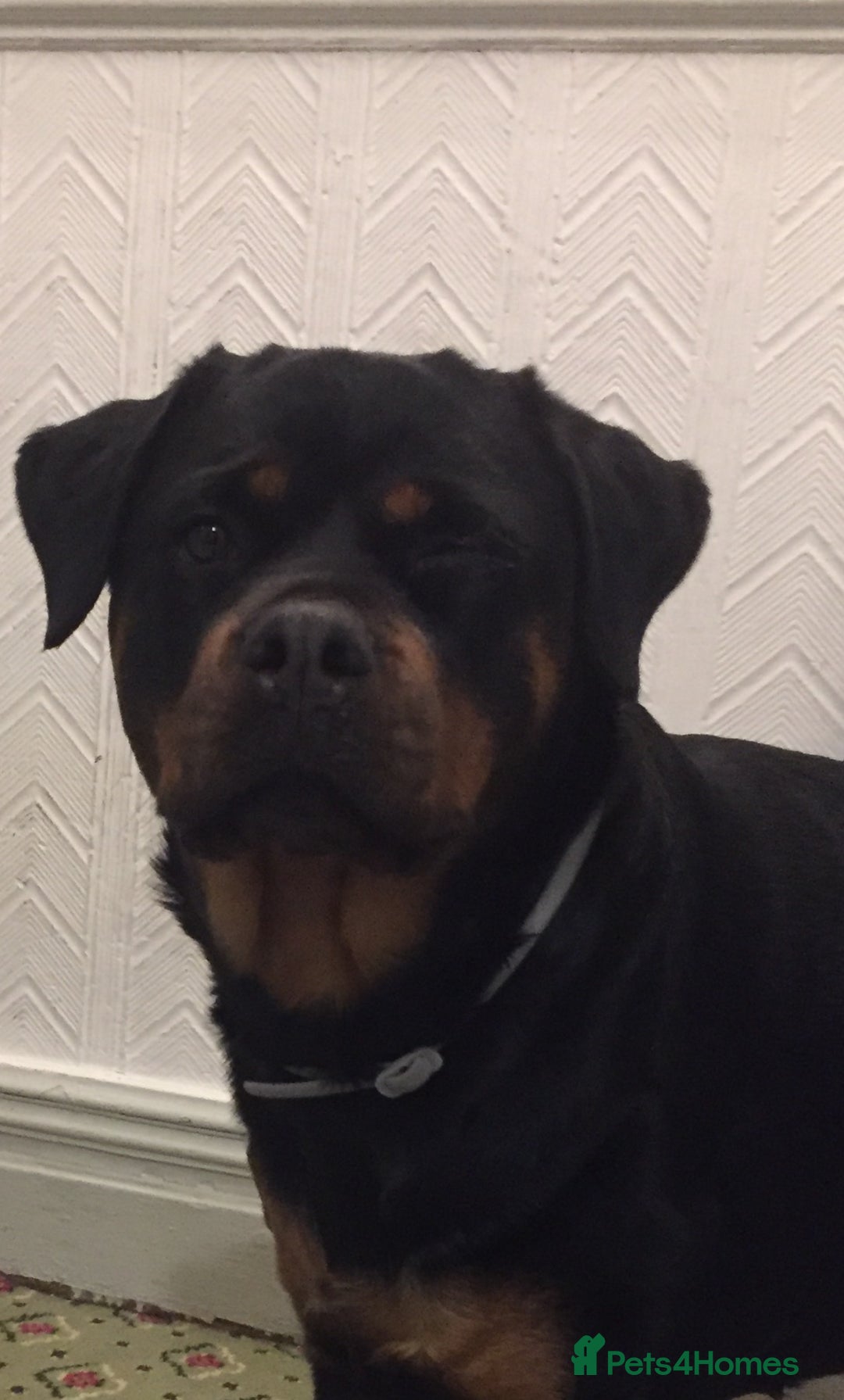 Rottweiler dogs for sale: Free 3yr old Rottweiler female - Advert 1