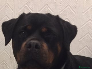 Rottweiler dogs Free 3yr old Rottweiler female - Advert 1
