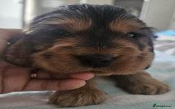 Cocker Spaniel dogs for sale: Show cocker spaniel  - Image 21