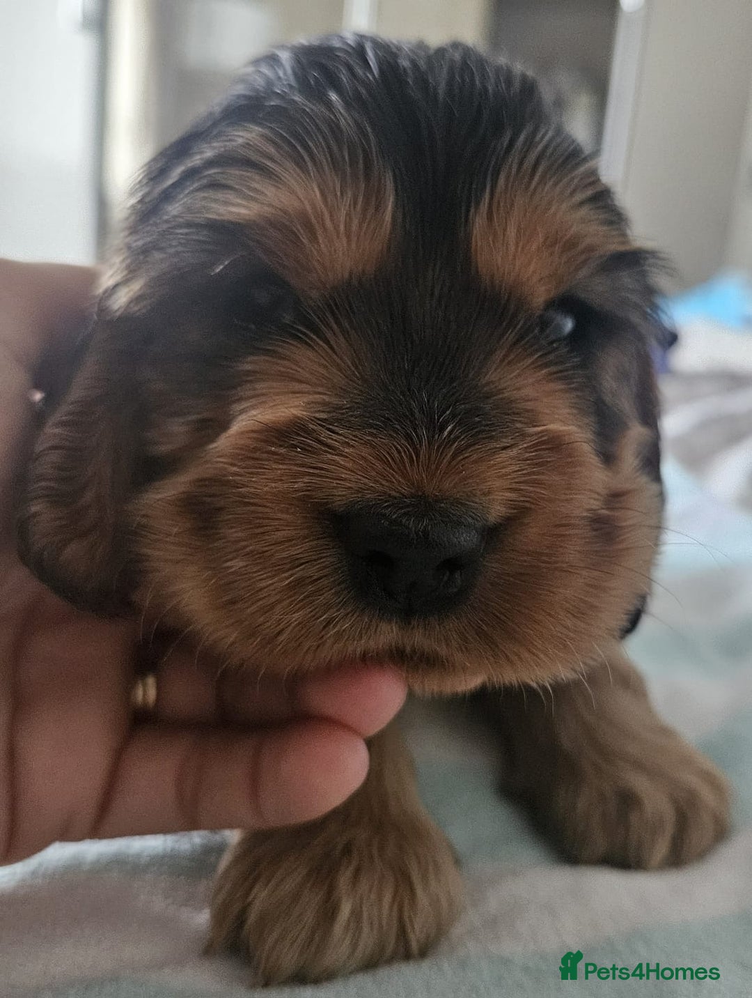 Cocker Spaniel dogs for sale: Show cocker spaniel  - Image 21