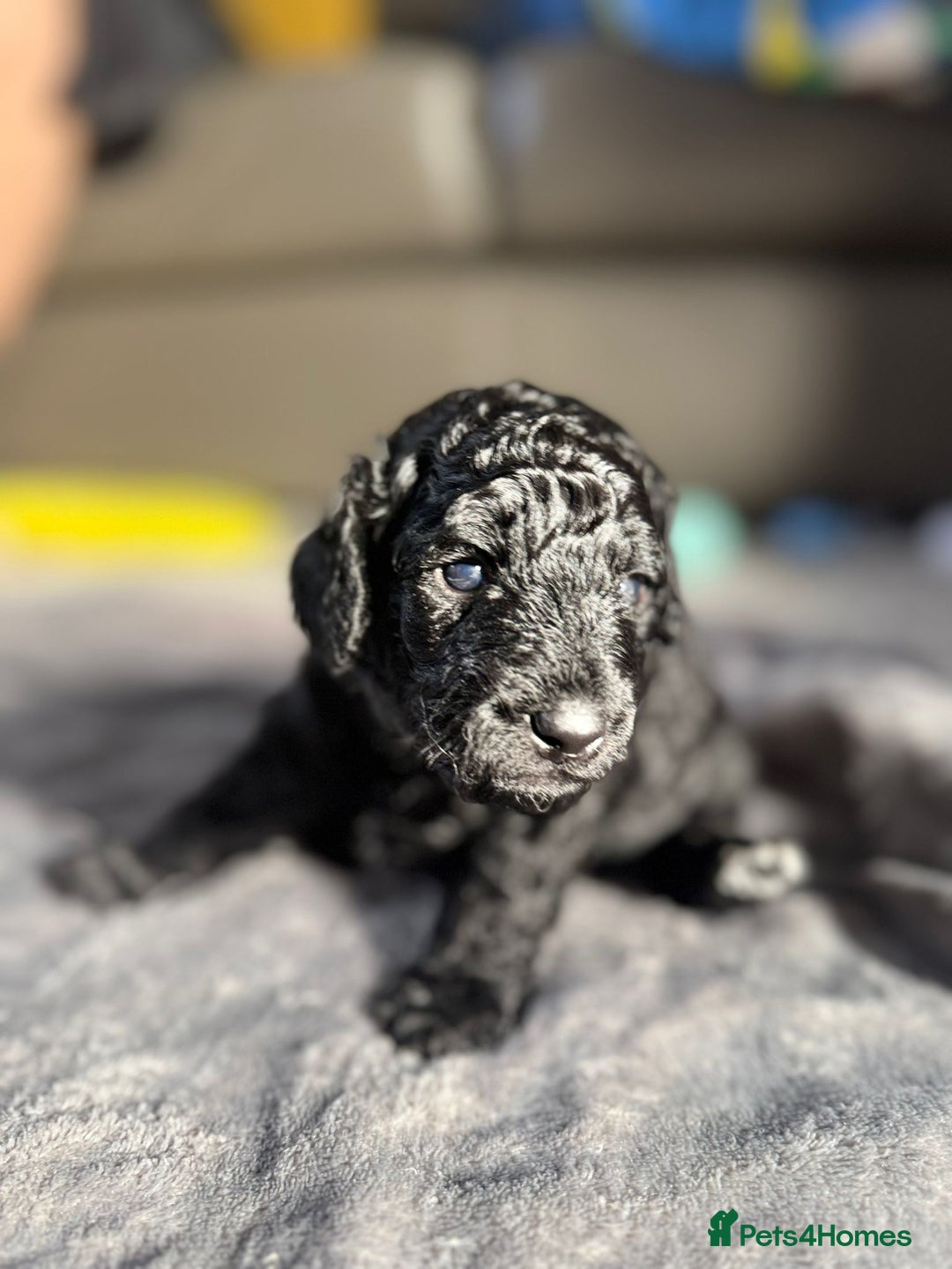 Cockapoo dogs for sale: Gorgeous F1B cockapoo  - Image 8