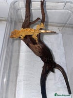 Gecko reptiles 5 baby crested geckos for sale various morphs - Advert 1