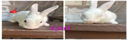 Mixed Breed rabbits for sale: 5 rabbits for sale in Telford - Advert 3