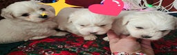 Maltese dogs for sale: 5 PUPPIES BICHONS MALTESE - Advert 8