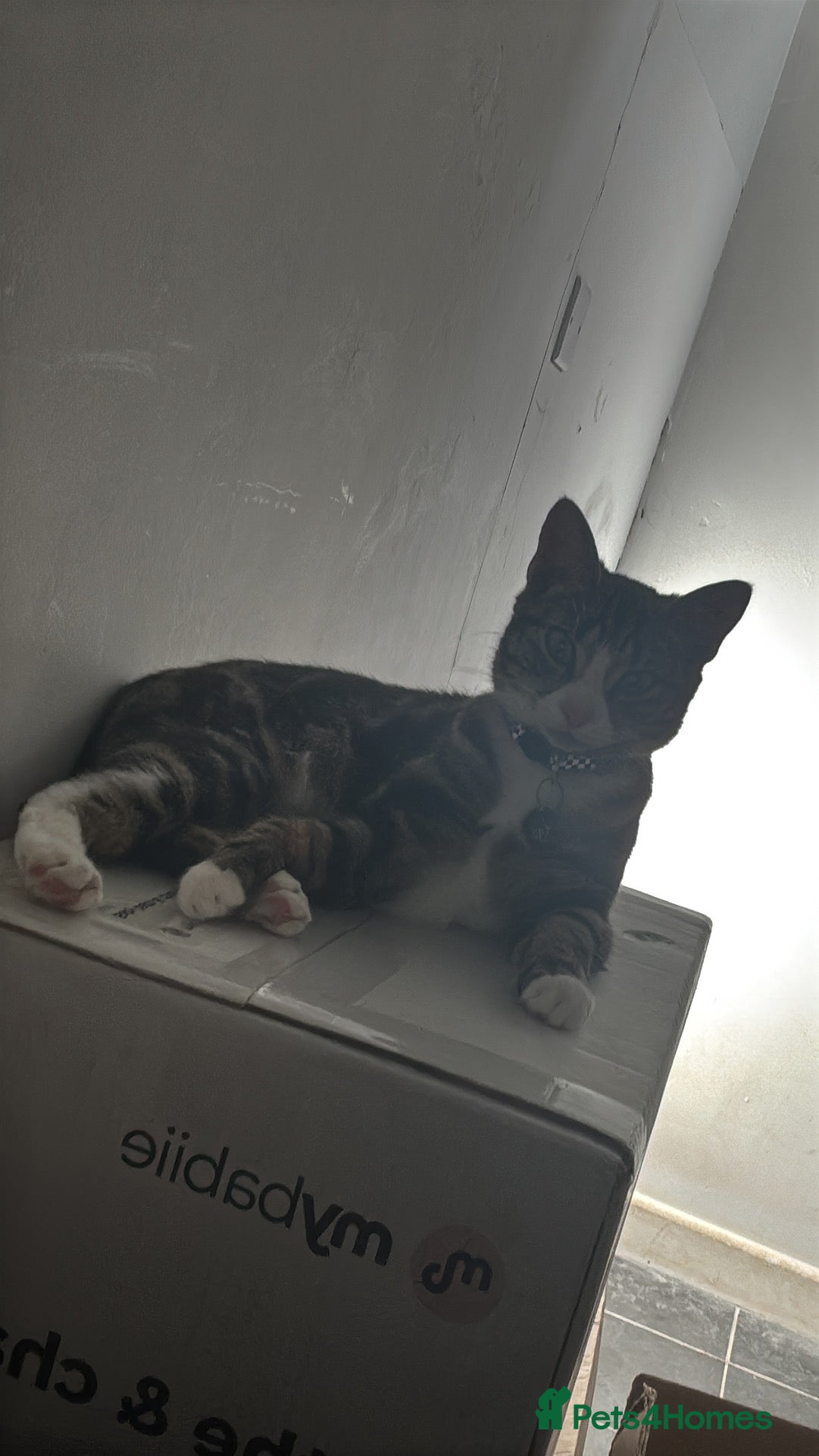 British Shorthair cats 1year old therapy kitty looking for forever home - Advert 3