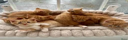 Mixed Breed cats for sale: Beautiful Ginger Kittens  - Advert 33