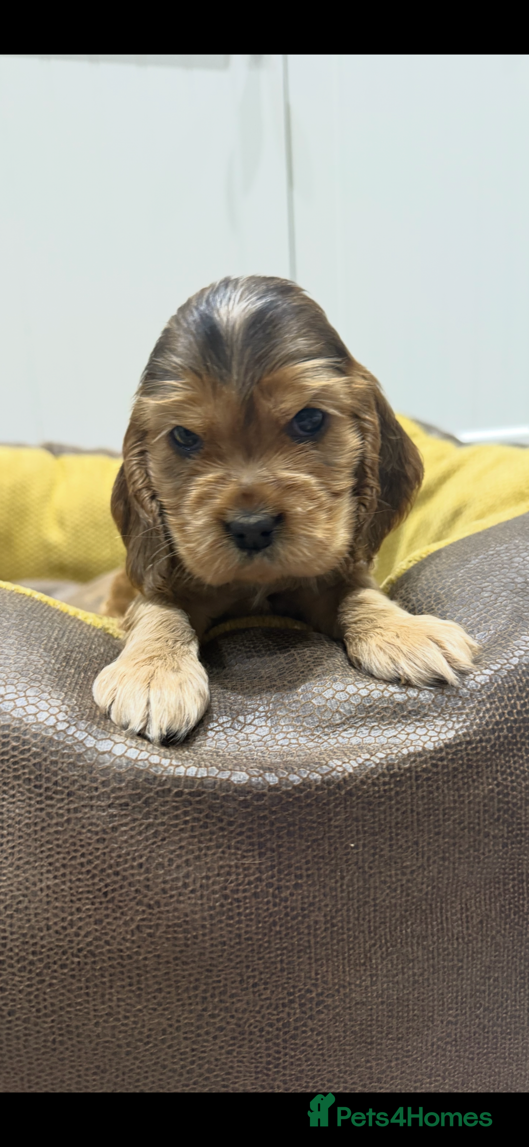 Cocker Spaniel dogs for sale: 🐶 Beautiful Show-Type Cocker Spaniel Puppies 🐶 - Advert 6