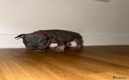 French Bulldog dogs for sale: BLUE & CREAM/TAN Isabella/pink carrying. - Image 35