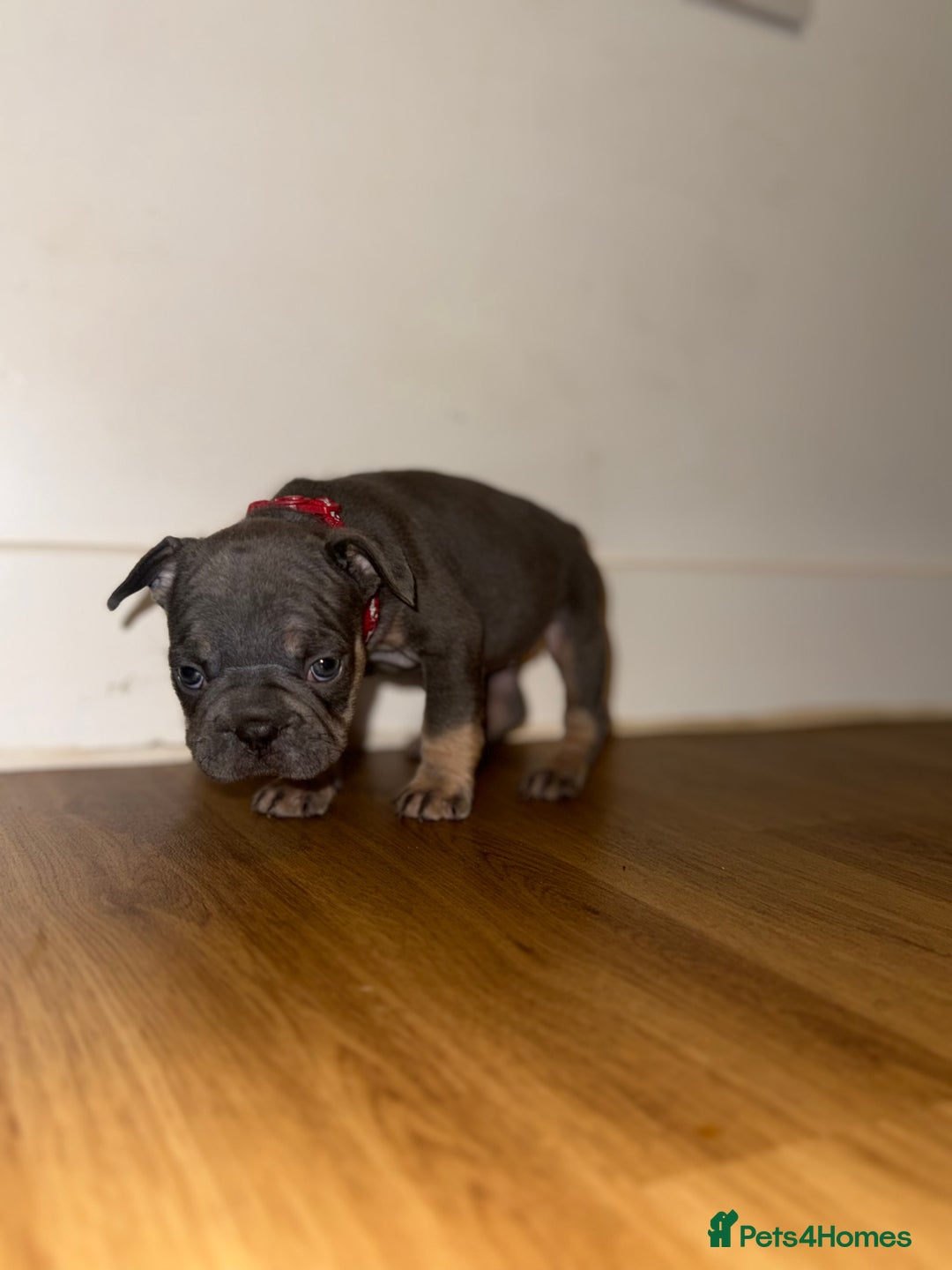 French Bulldog dogs for sale: BLUE & CREAM/TAN Isabella/pink carrying. - Image 35