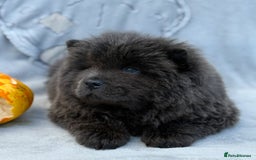 Chow Chow dogs for sale: KC Reg Chow Chow Puppies  - Image 15