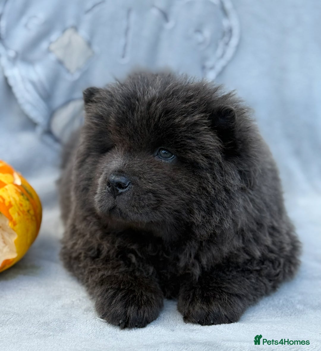 Chow Chow dogs for sale: KC Reg Chow Chow Puppies  - Image 15