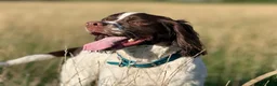 English Springer Spaniel dogs for sale: English springer spaniel  - Advert 8