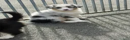 Australian Shepherd dogs for sale: Australian Shepherd - Blue Merle  - Advert 5