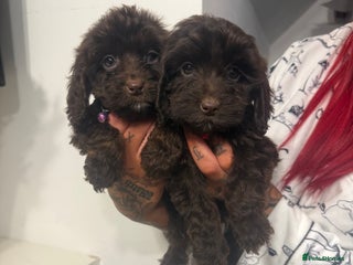 Cockapoo dogs cockapoo puppies ready now - Advert 14