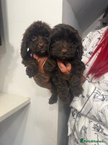 Cockapoo dogs cockapoo puppies ready now - Advert 2