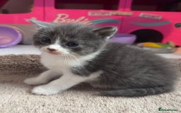 British Shorthair cats for sale: 🐾Turkish Angora × British Blue Kittens Ready Soon - Image 5