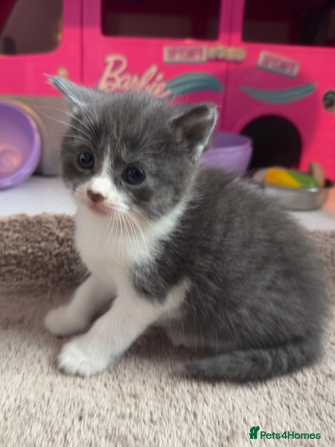 British Shorthair cats for sale: 🐾Turkish Angora × British Blue Kittens Ready Soon - Image 5