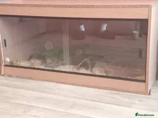 Corn Snake reptiles Corn snake - Advert 1