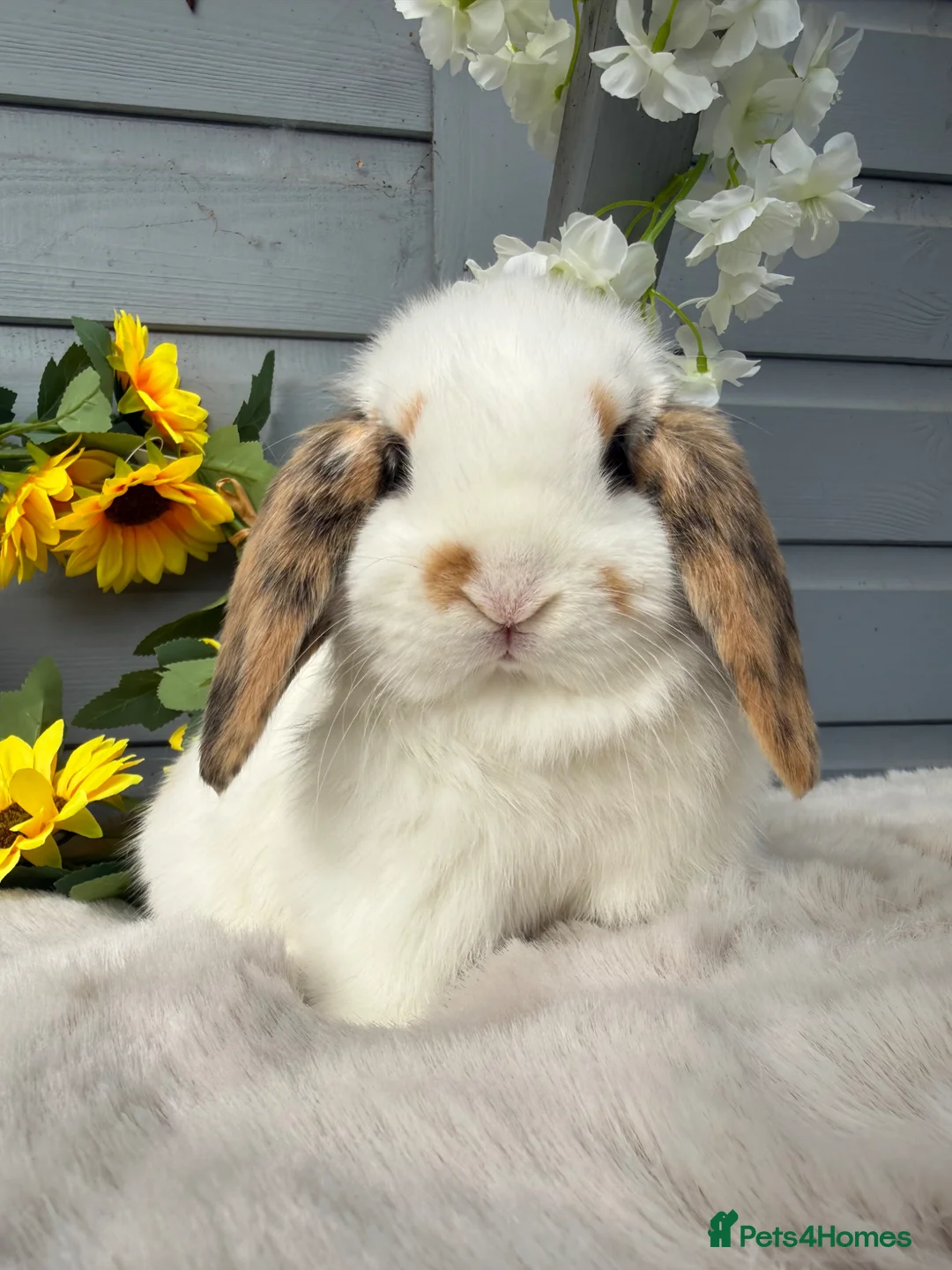 Mini Lop rabbits for sale: Beautiful tri coloured mini lops  - Advert 2