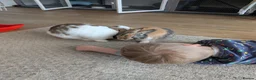 Mixed Breed rabbits for sale: Bonded pair  in Cardigan - Advert 4